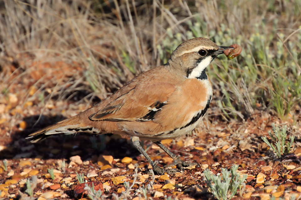 Cinnamon Quail-thrush (Cinclosoma cinnamomeum)